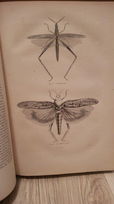 Docteur chenu - Encyclopédie dHistoire naturelle ou traité, Antiek en Kunst, Antiek | Boeken en Bijbels