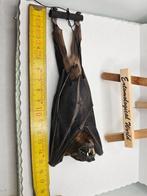 Vleermuis / vliegende vos Taxidermie volledige montage -, Nieuw