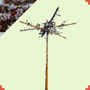 Kerspruim dakboom - Prunus cerasifera Nigra - Vierkant dak | beschikbaar voor biedingen