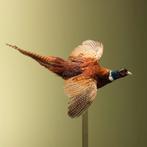 Fazant Vliegend Taxidermie Opgezette Dieren By Max, Verzamelen, Ophalen of Verzenden, Nieuw, Vogel, Opgezet dier