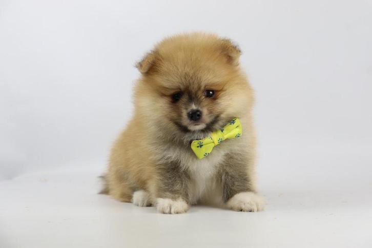 Dwergkeesjes te koop - Belgische fokker, Dieren en Toebehoren, Honden | Poolhonden, Keeshonden en Oertypen, Meerdere, Meerdere dieren