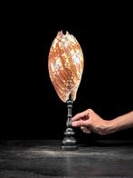 Melo amfoor schelp op een aangepaste standaard Zeeschelp -