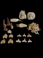 Verzameling van natuurlijke fossielen - Gefossiliseerd dier