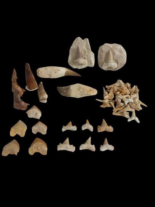 Verzameling van natuurlijke fossielen - Gefossiliseerd dier, Verzamelen, Mineralen en Fossielen