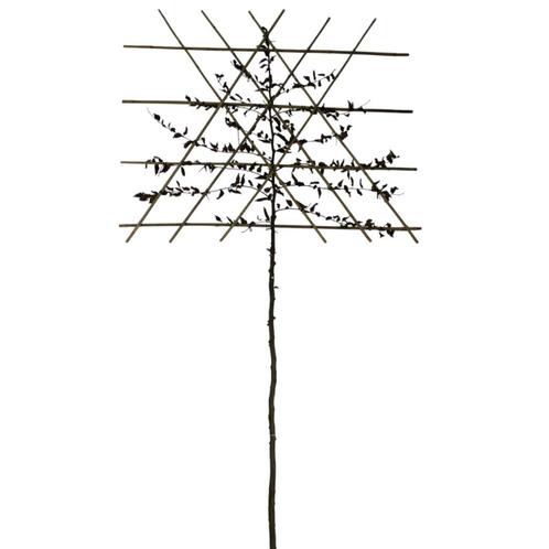 Leibeuk - Carpinus Betulus - Omtrek: 6-10 cm | Hoogte: 270 c, Tuin en Terras, Planten | Bomen, Ophalen of Verzenden
