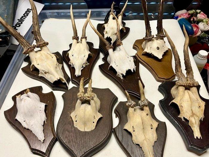 Ree Schedel met gewei - Capreolus capreolus - 25 cm - 15 cm, Antiek en Kunst, Curiosa en Brocante