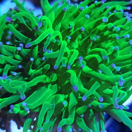 Euphyllia Glabrescens Ultra Green met paars/blauwe tips (3 k, Dieren en Toebehoren, Vissen | Aquaria en Toebehoren, Ophalen of Verzenden