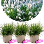 Pennisetum Little Bunny + pot 17cm 3 pcs, Verzenden, Volle zon