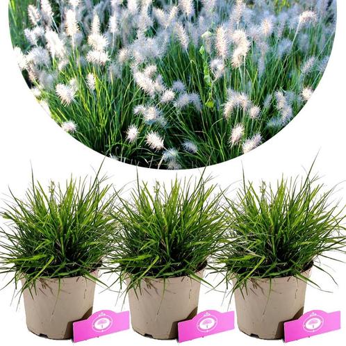 Pennisetum Little Bunny + pot 17cm 3 pcs, Tuin en Terras, Planten | Fruitbomen, Volle zon, Verzenden