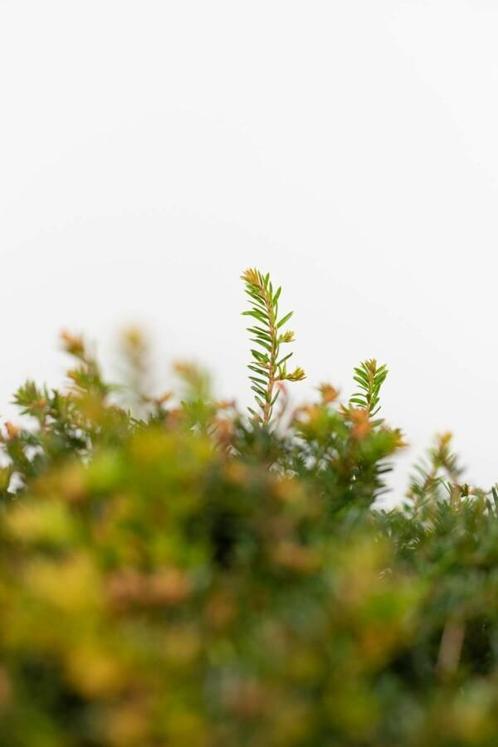 Taxus Baccata Bol 50-60 cm, Tuin en Terras, Planten | Struiken en Hagen