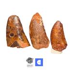 Dinosaurus - Fossiele tand - Set of 3 Partial, Verzamelen, Mineralen en Fossielen