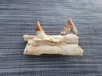 Walvis - Fossiel fragment - Basilosaurus - 13.8 cm - 8 cm