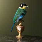 Papegaai-Breedbek Taxidermie Opgezette Dieren By Max, Verzamelen, Ophalen of Verzenden, Nieuw, Vogel, Opgezet dier