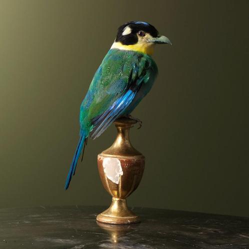 Papegaai-Breedbek Taxidermie Opgezette Dieren By Max, Verzamelen, Dierenverzamelingen, Opgezet dier, Nieuw, Vogel, Ophalen of Verzenden