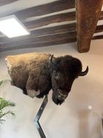 Bizon Taxidermie volledige montage - Bison bison - 240 cm -, Nieuw