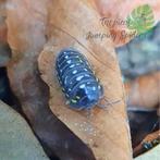 Armadillidium Frontetriangulum Corfu isopods / pissebedden, Dieren en Toebehoren, Overige soorten