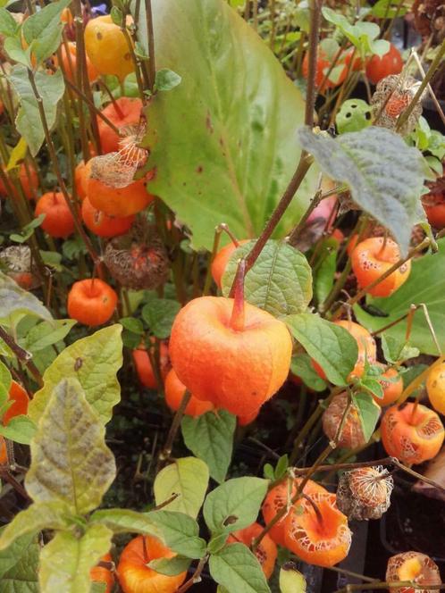 Lampionplant Physalis alkekengi Franchetii P9, Tuin en Terras, Planten | Tuinplanten, Vaste plant, Halfschaduw, Zomer, Ophalen of Verzenden