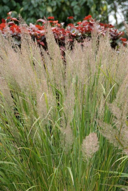 Calamagrostis brachytricha   Diamantgras, Tuin en Terras, Planten | Tuinplanten, Vaste plant, Volle zon, Zomer, Ophalen of Verzenden