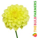 The Bulb Farmers - 12 x Dahlia Sisa - geel, Tuin en Terras, Bloembollen en Zaden, Verzenden, Voorjaar, Volle zon, Bloembol