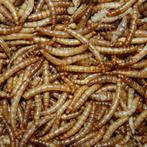 Boern Goed Meelwormen 5KG Eiwitrijk, Dieren en Toebehoren, Pluimvee | Toebehoren, Nieuw, Ophalen of Verzenden