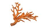 Rode koraal — verzamelobject — zeldzaam Skelet - Corallium, Nieuw