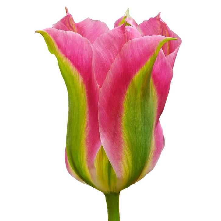 Bloembollen - 64 x Tulp virichic - groen met roze, Tuin en Terras, Bloembollen en Zaden, Bloembol, Voorjaar, Volle zon, Verzenden