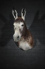 African Wild Donkey Taxidermie wandmontage - Equus africanus, Nieuw
