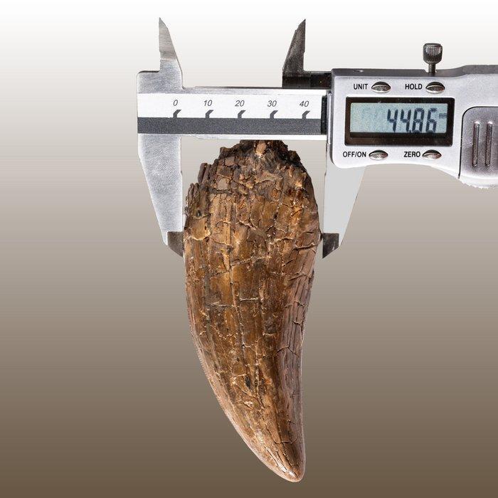 Tyrannosaurus rex, krachtige bovenkaaktand (positie MX1, Verzamelen, Mineralen en Fossielen