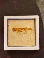 Vis - Gefossiliseerd dier - Lycoptera - 11.5 cm - 11.5 cm, Verzamelen, Mineralen en Fossielen