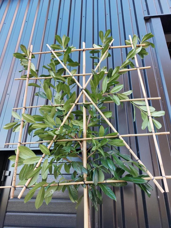 Zuilbomen,Sollitaire bomen,Leibomen,Dakbomen,Wintergroen, Tuin en Terras, Planten | Bomen, In pot, Ophalen