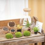 DIY planten terrarium met licht - Sam XL Bonsai - Ø 30 cm, Verzenden