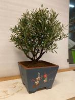 Olijf bonsai (Olea europaea) - Hoogte (boom): 48 cm - Diepte, Antiek en Kunst, Curiosa en Brocante