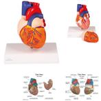 Anatomie model hart, 2-delig, Nieuw, Verzenden