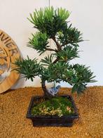 Boeddha-den bonsai (Podocarpus macrophyllus) - Hoogte