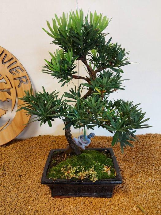 Boeddha-den bonsai (Podocarpus macrophyllus) - Hoogte, Antiek en Kunst, Curiosa en Brocante