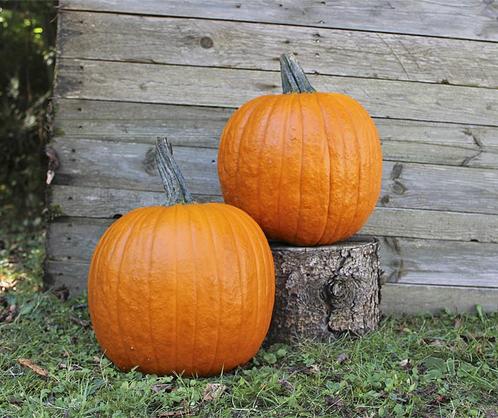 Renegade f1 pmt halloween basiseenheid - halloweenpompoen, Hobby en Vrije tijd, Knutselen, Nieuw, Ophalen of Verzenden