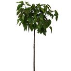 Bolcatalpa - Catalpa bignoides Nana - Omtrek: 8-12 cm | Hoog, Ophalen of Verzenden