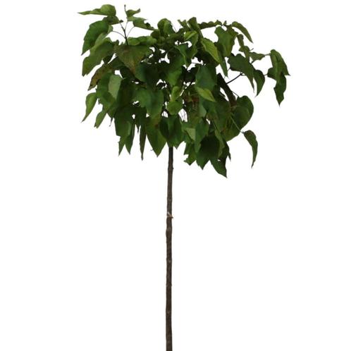 Bolcatalpa - Catalpa bignoides Nana - Omtrek: 8-12 cm | Hoog, Tuin en Terras, Planten | Bomen, Ophalen of Verzenden
