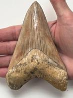 Enorme Megalodon tand 13,5 cm - Fossiele tand - Carcharocles