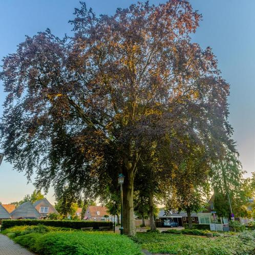 Rode Beuk laanboom - Fagus sylvatica Atropunicea - Omtrek: 1, Tuin en Terras, Planten | Bomen, Ophalen of Verzenden