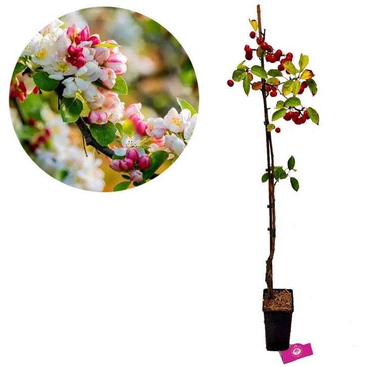 Sierappel Evereste, Tuin en Terras, Planten | Fruitbomen, Volle zon, Verzenden