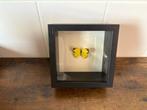 Vlinder Taxidermie volledige montage - Vlinders - 13 cm - 13, Antiek en Kunst