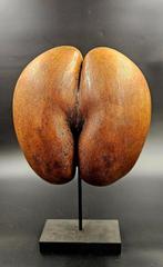 Coco de mer Taxidermie volledige montage - Lodoicea