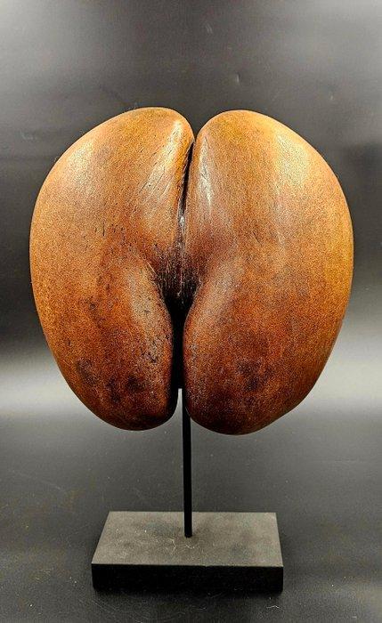 Coco de mer Taxidermie volledige montage - Lodoicea, Antiek en Kunst, Curiosa en Brocante