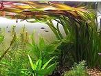 Aquariumplant - Vallisneria Giganthea Rubra bos, Dieren en Toebehoren, Vissen | Aquaria en Toebehoren, Verzenden, Nieuw