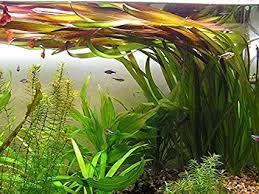 Aquariumplant - Vallisneria Giganthea Rubra bos, Dieren en Toebehoren, Vissen | Aquaria en Toebehoren, Nieuw, Verzenden