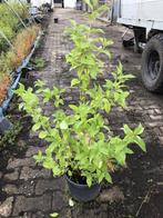 50x Bosplantsoen Euonymus, Viburnum, Amelanchier, Cornus,, Nieuw