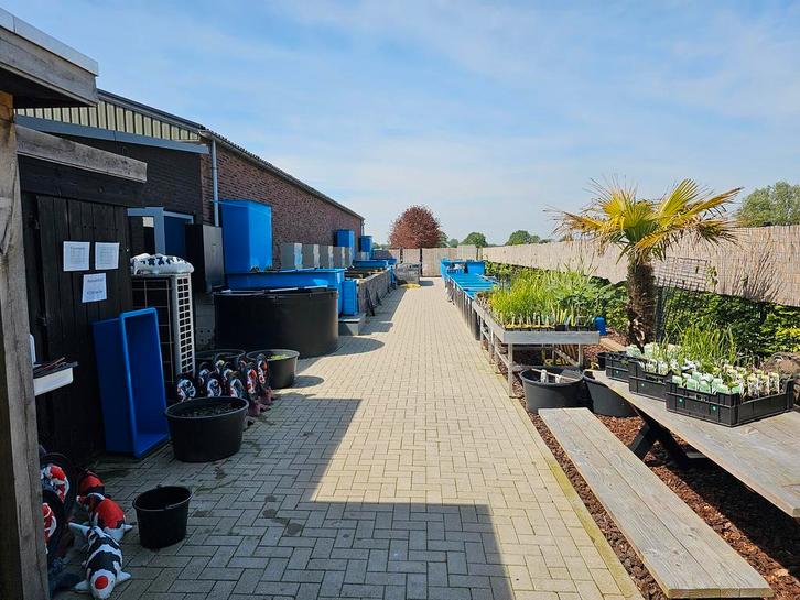 Koi en Vijverbouw is weer geopend, Dieren en Toebehoren, Vissen | Vijvervissen, Karper of Koi