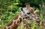 Burgers Zoo kaartjes: Gratis of met Hoogste Korting, Tickets en Kaartjes, Recreatie | Dierentuinen, Ticket of Toegangskaart