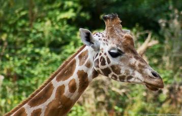 Burgers Zoo kaartjes: Gratis of met Hoogste Korting beschikbaar voor biedingen